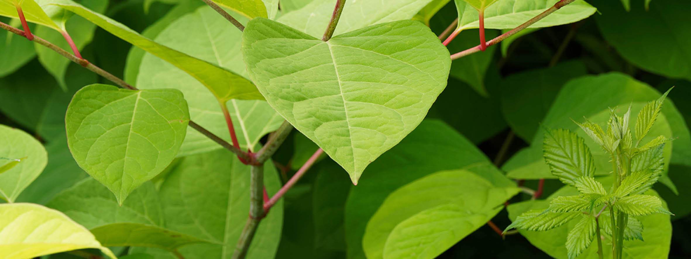 LanGuard Invasive Weed Management
